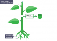 IB生物课程植物生长知识点及例题分析